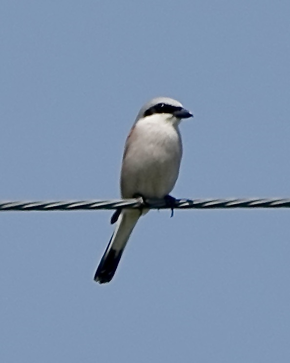 red-backed shrike